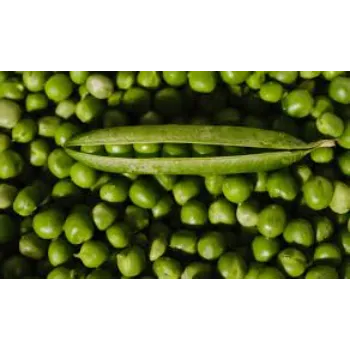 Green Peas  (31)-2684510-89156.webp